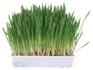 Trixie Trawa W pojemniku dla królika, 100 g