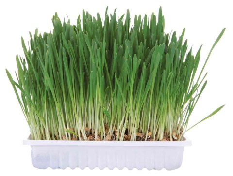 Trixie Trawa W pojemniku dla królika, 100 g