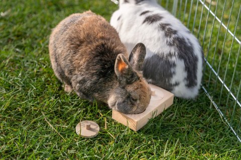 Trixie Snack Box, zabawka edukacyjna dla królika, 14 × 3 × 7 cm