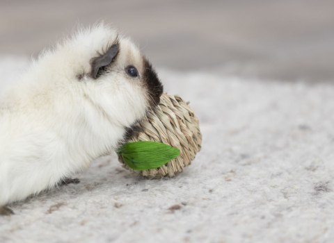 Trixie Zabawka w kształcie jabłka dla królika, 7 cm
