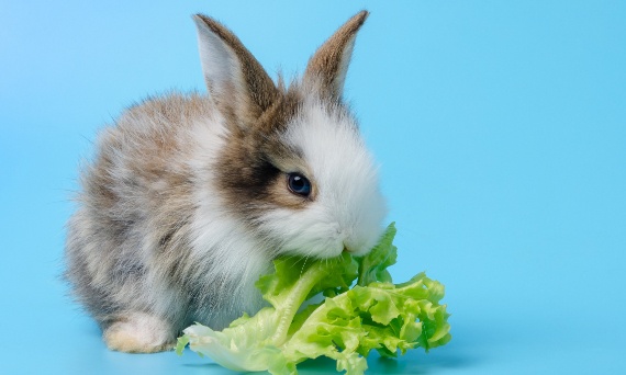 Herbal Pets - opinie